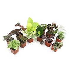 Altman plants live for sale  Delivered anywhere in USA 