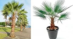 Washingtonia robusta mexican for sale  Delivered anywhere in UK