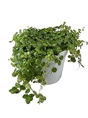 String turtles succulent for sale  Delivered anywhere in USA 