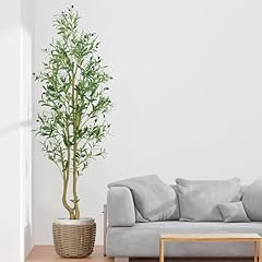 Hzxgcp olive tree for sale  Delivered anywhere in USA 