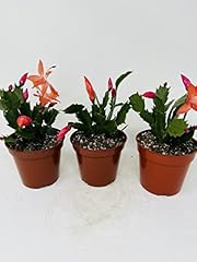 Three christmas cactus for sale  Delivered anywhere in USA 
