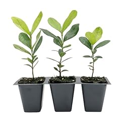 Pineapple guava trees for sale  Delivered anywhere in USA 