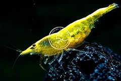 Swimming creatures golden for sale  Delivered anywhere in USA 