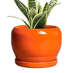 Sqowl ceramic plants for sale  Delivered anywhere in USA 