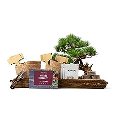 Kit vintage bonsai usato  Spedito ovunque in Italia 