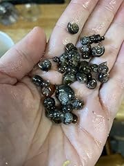 Ramshorn snails live for sale  Delivered anywhere in UK
