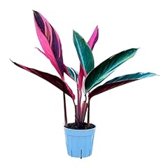 Stromanthe triostar colorful for sale  Delivered anywhere in USA 