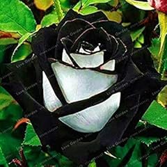 Potseed rare rose for sale  Delivered anywhere in UK