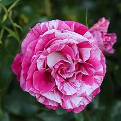 Heirloom roses grandiflora for sale  Delivered anywhere in USA 