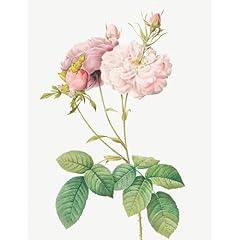 Artdirect celsiana damask for sale  Delivered anywhere in USA 