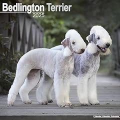 Bedlington terrier 2025 for sale  Delivered anywhere in UK