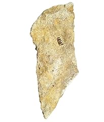 Non identificato fossili usato  Spedito ovunque in Italia 
