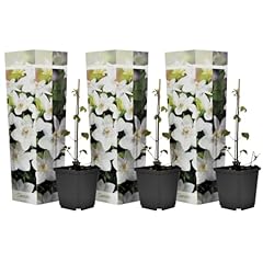 Plant box clematide usato  Spedito ovunque in Italia 