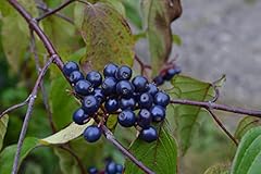 Silky dogwood seeds for sale  Delivered anywhere in USA 