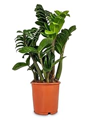 Zamioculcas zenzi plante d'occasion  Livré partout en France