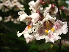 Graines catalpa caroline d'occasion  Livré partout en Belgiqu