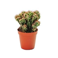 Cereus peruvianus mostr. - Rock Cactus - in vaso da 8,5 cm usato  Spedito ovunque in Italia 