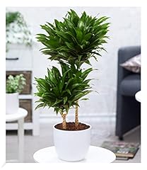 Baldur garten dracena gebraucht kaufen  Wird an jeden Ort in Deutschland