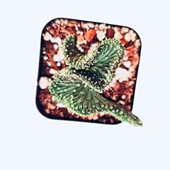 Uskc live cactus for sale  Delivered anywhere in USA 