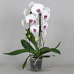 Phalaenopsis white live for sale  Delivered anywhere in UK