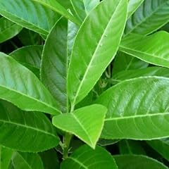 Lauroceraso prunus laurocerasu usato  Spedito ovunque in Italia 