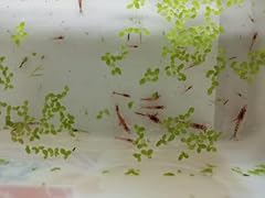 Live red cherry for sale  Delivered anywhere in UK