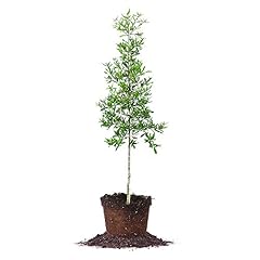 Willow oak size for sale  Delivered anywhere in USA 