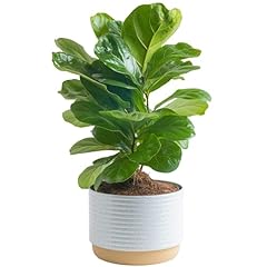 Costa farms little for sale  Delivered anywhere in USA 