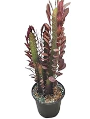 Euphorbia trigona rubra for sale  Delivered anywhere in USA 