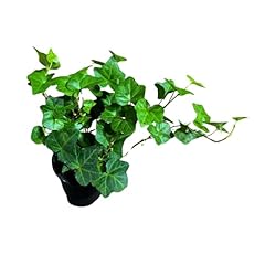 Plantvers green ivy for sale  Delivered anywhere in USA 