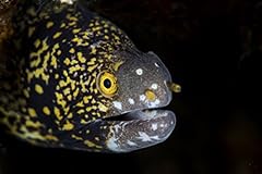Snowflake moray eel for sale  Delivered anywhere in USA 