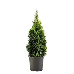 Emerald green arborvitae for sale  Delivered anywhere in USA 