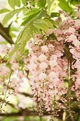 Wisteria brachybotrys shiro gebraucht kaufen  Wird an jeden Ort in Deutschland