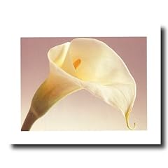 Calla lilly flower for sale  Delivered anywhere in USA 
