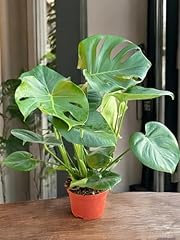 Monstera philodendron delicios for sale  Delivered anywhere in USA 