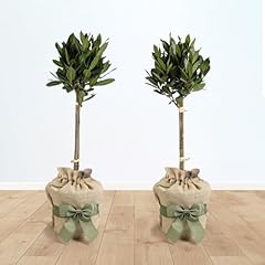Yougarden bay tree for sale  Delivered anywhere in UK