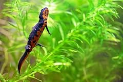 Lincolnshire pond plants for sale  Delivered anywhere in UK