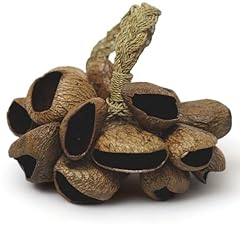 Gmp pangi seed for sale  Delivered anywhere in USA 