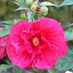Hibiscus midnight marve gebraucht kaufen  Wird an jeden Ort in Deutschland