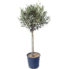 Large mature 150 for sale  Delivered anywhere in UK