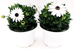 Powers flowers dimorfoteca usato  Spedito ovunque in Italia 