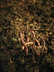 Red worm sicily usato  Spedito ovunque in Italia 