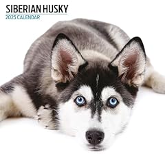 Siberian husky 2025 for sale  Delivered anywhere in UK