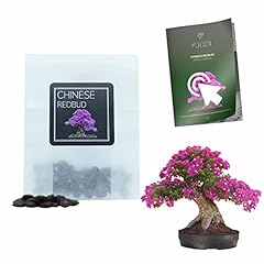 Chinese redbud bonsai for sale  Delivered anywhere in UK