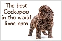 Cockapoo chocolate brown for sale  Delivered anywhere in UK