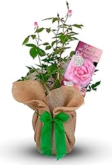 Pottery wedding rose for sale  Delivered anywhere in UK
