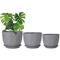 Csyy 20cm plant for sale  Delivered anywhere in UK