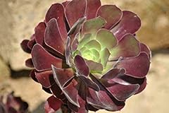 Aeonium arboreum schwarzkopf gebraucht kaufen  Wird an jeden Ort in Deutschland