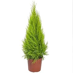 Cupressus wilma goldcrest for sale  Delivered anywhere in UK