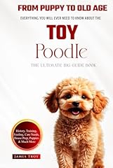 Ultimate toy poodle for sale  Delivered anywhere in UK